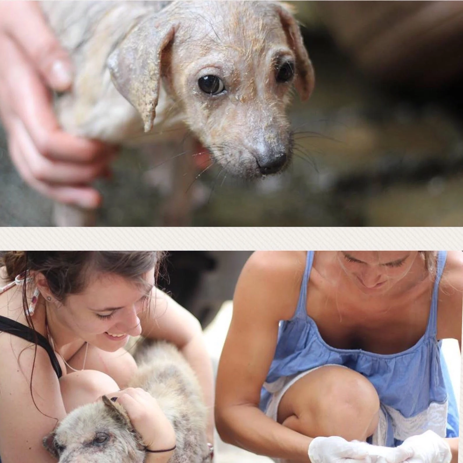 pottery for puppies